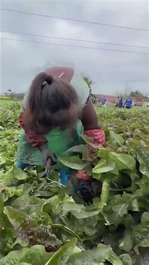 Harvesting Fresh Asparagus Easily Using Simple Techniques