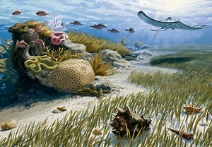 Florida Fossils: Miocene Epoch