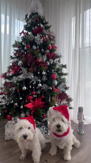 Merry Christmas from Thor & Loki! 🎄 One of us is on Santa’s nice list. The other is on several watch lists. Treats were demanded. Wrapping paper was destroyed. Zero regrets. Wishing everyone a very fluffy, slightly unhinged Christmas 🤍🐶🎅 | Westies Thor & Loki