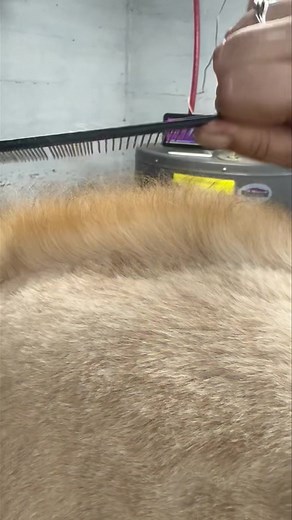 When wanting a longer hair cut on your dog you have to understand a few things. 1.) A comb must be able to go through your dogs coat with ease. If any matting if present the cut will be choppy and uneven. In most cases the guard combs will not go through the coat at all. 2.) proper prep work and the correct brushing techniques are a absolute must! This means having the proper knowledge to achieve your pups hair goals is so important. While anyone can “bath a dog” knowing what to bath them in and