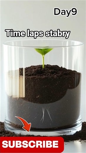 The time laps stawberry day 1to30#viral#shorts