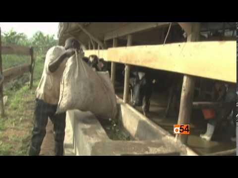 Uganda Agriculture