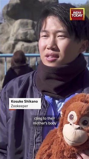 Abandoned Baby Macaque 'Punch' Finds Comfort in Stuffed Toys After Being Rescued