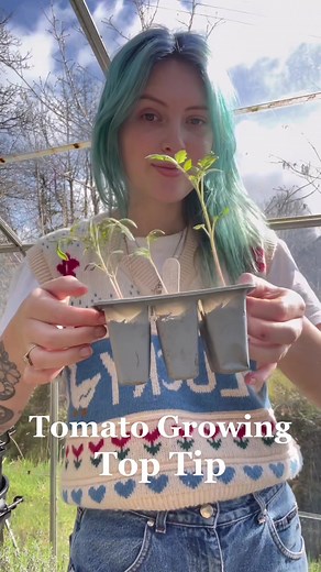 A top tip for growing tomatoes and how to fix long leggy seedlings! It’s definitely not the end of the world if this happens, it’s very common if you start seedlings off indoors as there just isn’t enough light in most people’s houses! #growyourown #growingtomatoes #gardening #gardeninguk #allotment #kitchengarden #veggiegarden #gardeningtips #gardeninghacks