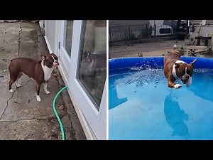 Boston Terrier's swim journey to his indoor pool