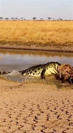 Dhole Escapes… Then a Crocodile Destroys the Hyena 🐊