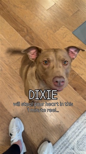 RESCUED by Hope Animal Rescue 🙏 Our longest resident, Dixie, was adopted just before Thanksgiving… and heartbreakingly returned a few weeks later through absolutely no fault of her own, due to a change in her adopter’s life circumstances. This came after she was surrendered in early August alongside her 12-lb senior sister — so Dixie has already lost the only family she knew twice. We have rescue partners that want to help our girl — they just need a foster to make it happen. Or even better… Di