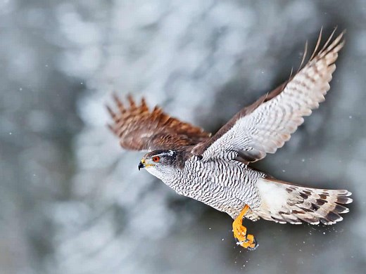 333 Birds of British Columbia, Canada (Sorted By Season, Rarity, Category) | JustBirding