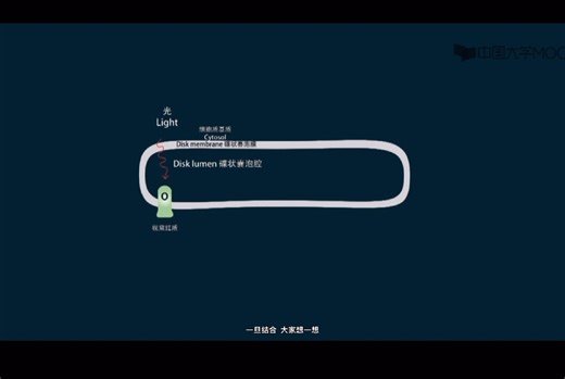 视觉产生相关的信号转导系统动画演示