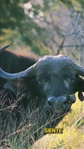 El pájaro picabueyes es un pájaro doctor#facts #animals #oxpecker bird #doctorbird#short