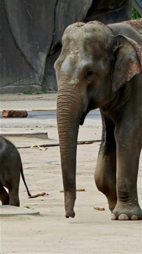 Baby Elephant Takes Its First Steps — Cutest Moment Ever! 🐘💖