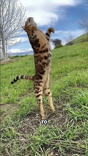 How Do Cats Jump SO HIGH?! 😺💥 The Secret Behind Their Super Leaps