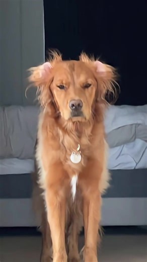 My Dog's Hilarious Wake-Up Face