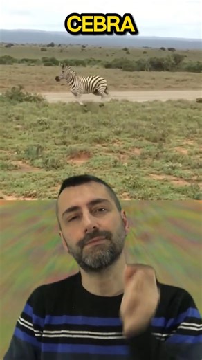 ESTA CEBRA HACE LO QUE NADIE ESPERABA