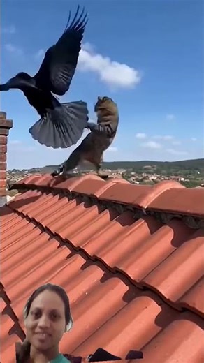 Raven Lifts Cat Off the Roof in SurpriseEncounter | Al Cinematic WildlifeMoment