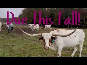 Fall Calving Season: Meet Our Expecting Longhorn Mamas. #cow #cattle #farming