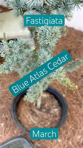 Fastigiata - Columnar Blue Atlas Cedar - Cedrus Atlantica (March 2026)