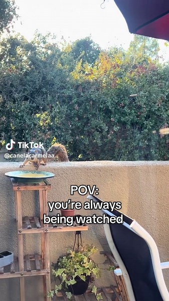 Understanding Squirrels: A Unique Perspective