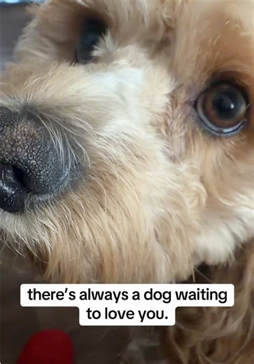 Dogs give a kind of love that asks for nothing in return. Just loyalty, trust, and a place beside you. #cockapoo #dogmomlife #dogsoftiktok #doodlelove #puppytiktok