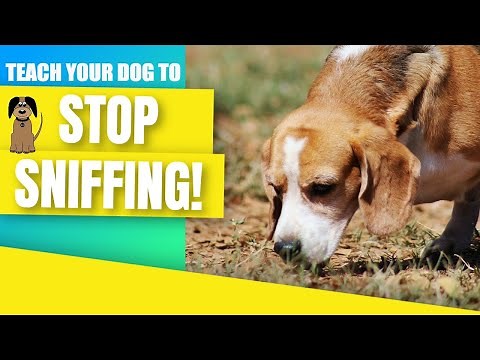 Use this game to teach your dog to stop sniffing!