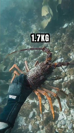 Learn how to catch a lobster 🦞 https://www.skool.com/spearfishing #spearfishingmadesimple