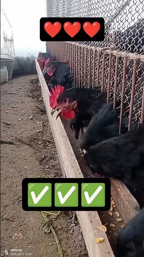 🐔 Australorp: The Ultimate Egg-Laying Machine! Black Beauty of the Coop 🥚✨