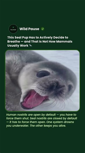The Reason Seals Never Inhale Water Has Everything to Do With Their Nose #shorts #seal