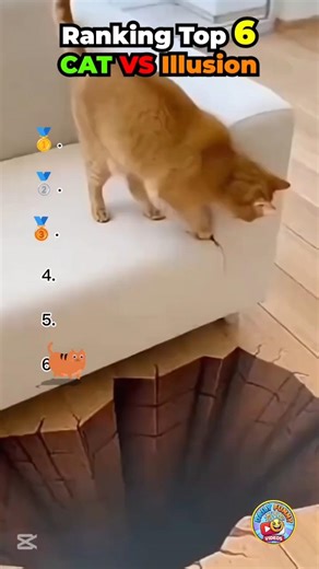 Top 6 Funniest Cat Vs Illusion ☠️ (Last one is INSANE) #cats #funny #animals #shorts