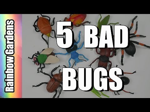 5 Bad Bugs and How to Rid Them from Your Garden - Aphids, Scale, Worms, Beetles
