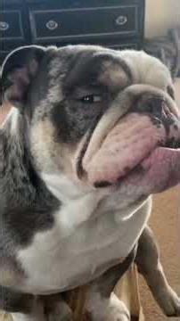 English Bulldogs Being Hilarious 😂 | Funniest Lazy & Stubborn Bulldog Moments Ever