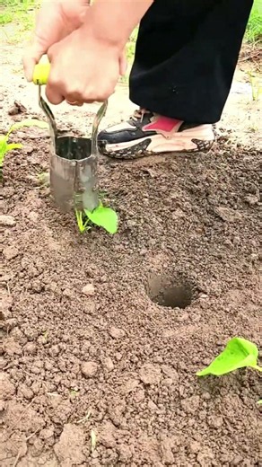 The absolute cleanest way to transplant seedlings! 🤯🌱 #shorts