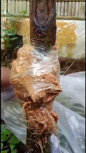 Ficus Racemosa Cultivation 🌳✨