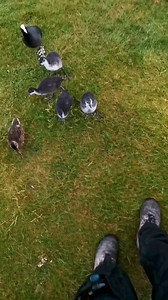 Feeding my feathered friends down at the pond this morning. They are always just as excited to see me as I am them. | The Robin Whisperer