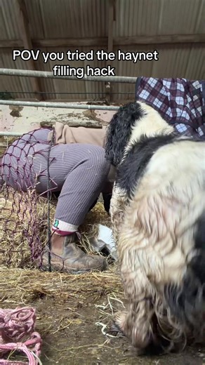Mastering the Haynet Filling Hack for Equestrian Life