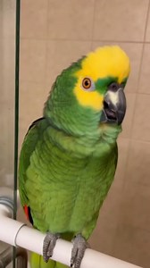 Happy birthday to you parrot singing 😂😂😂🦜🦜 . . .. . . . . .. . . . . #FunnyReels #PetComedy #ParrotLife #happybirthday #AnimalHumor #ViralReels #PetVideos #ParrotComedy #TalkingParrot #parrots #babylove #funnyparrot | TalkyParrot 2.O
