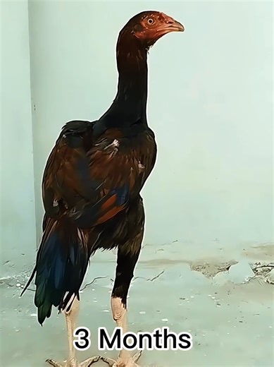 1.5 Year Aseel Fight 🔥 #aseel #aseelmurga #aseellovers #foryou