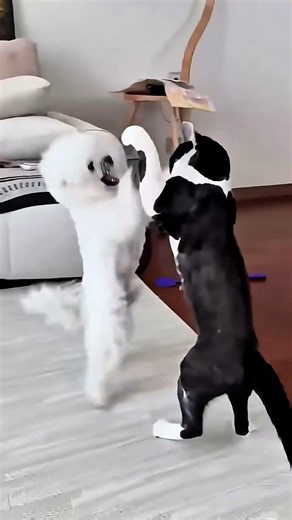 When the cat says, "Kitty... I'm not letting you go today!" 😂🐱🐶