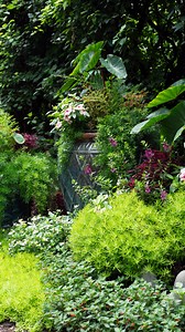 Scott’s Top 5 Plant Picks for a Creative Container Garden 🦚 With hundreds of Tangletown-grown annuals to choose from each season, these five are just ideas to build on. Use them as inspiration to shape a container garden that’s entirely your own. Layer, experiment, and let your creativity lead the way! • Coleus – Bold foliage in a variety of colors, shapes and forms | sun - shade • Bromeliads – Tropical drama with architectural form *can be brought inside as a houseplant | part-shade - shade • 