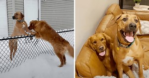 Sweet Dogs Who Met Across The Fence Every Day Finally Get Together For A Playdate