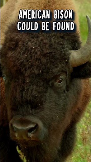 Bison: the Road to Extinction 🦬 Animal Fact Files #facts #animals #wildlife