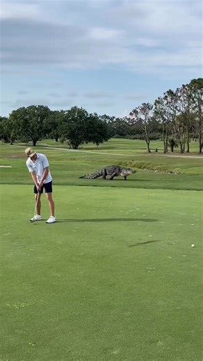 20K views · 65 reactions |  HORRIFYING! A crocodile suddenly lunged out and attacked a man right in front of shocked witnesses. The scene left everyone trembling!  | Animal & Love | Facebook