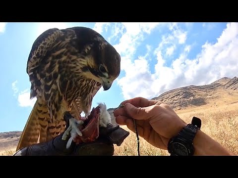 Peregrine Prairie falcon Hybrid Raptor ~ the FASTEST HARDEST hitting bird in the world!!