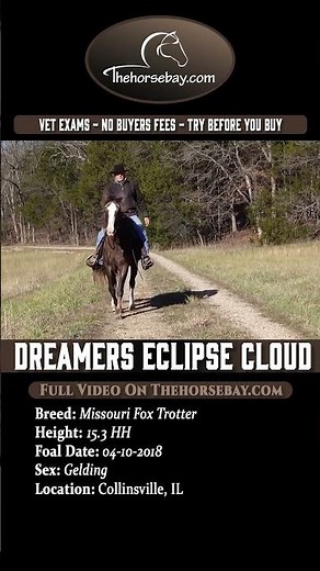 Finished, Bridleless-Trained Missouri Fox Trotter Gelding