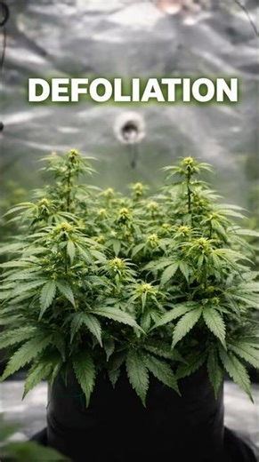 Defoliation Method