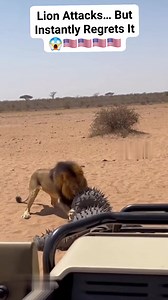 379K views · 2.2K reactions | Lion Attacks… But Instantly Regrets It  #animals #wildlife #reels | MD Rozbul Islam | Facebook