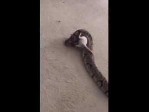 Nephew Live Feeding His Ball Python 🐍