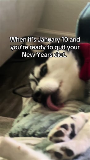 No quitters live in this house #dog #alaskankleekai