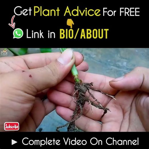 Trichoderma Fungicide For Plants, It's Uses & Nature!
