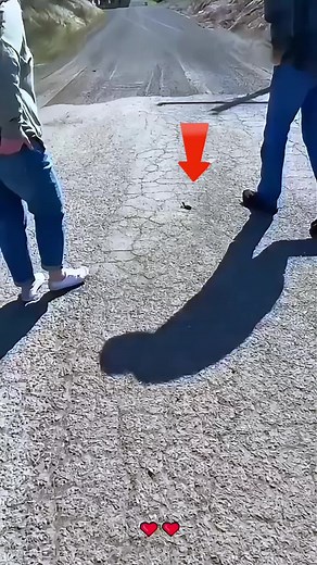 Heartwarming Story of Girl Saving Abandoned Stoat Baby