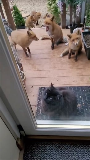 FurReal | What would you do if your cat brought home a friend? #cat #catreels #orangecat #blackcat #animallovers #wholesome #furreal | Instagram